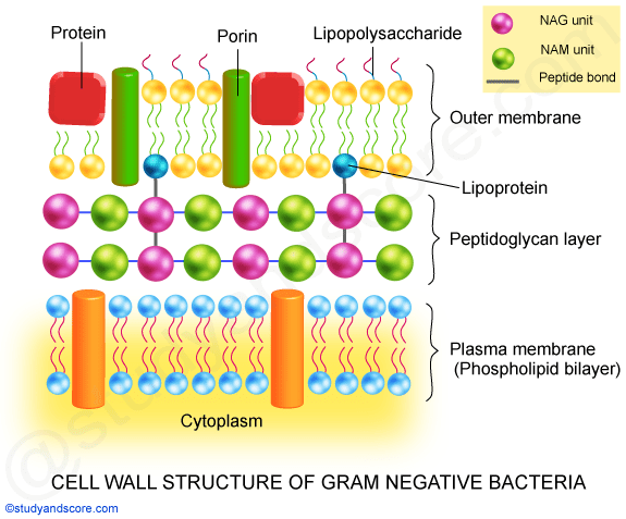 gram positive bacteria, negative bacteria, cell wall, lipoteichoic acid, NAG units, NAM, peptidoglycan laye